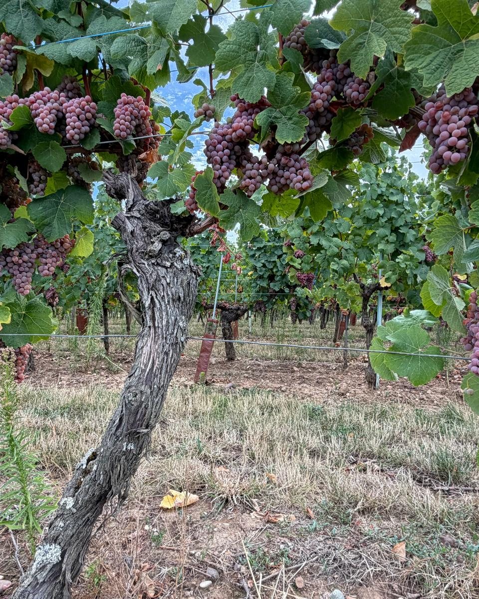 Grape bunches on an old vine at Domaine Moltès