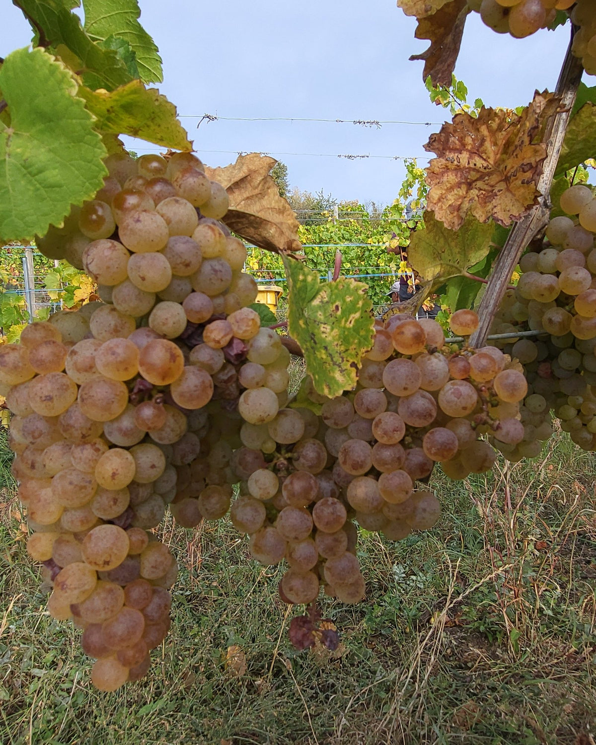 Golden grape bunches on the vine at Domaine Moltès