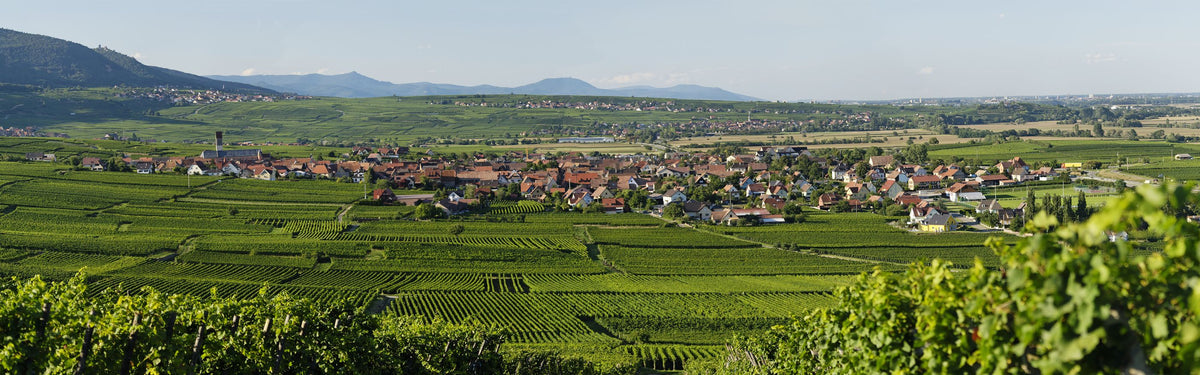 Pfaffenheim and its vineyards, seen across the valley