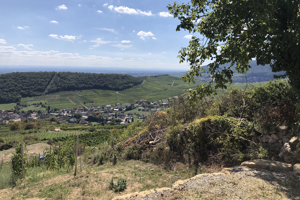 The grand cru hillside above Pfaffenheim, Alsace