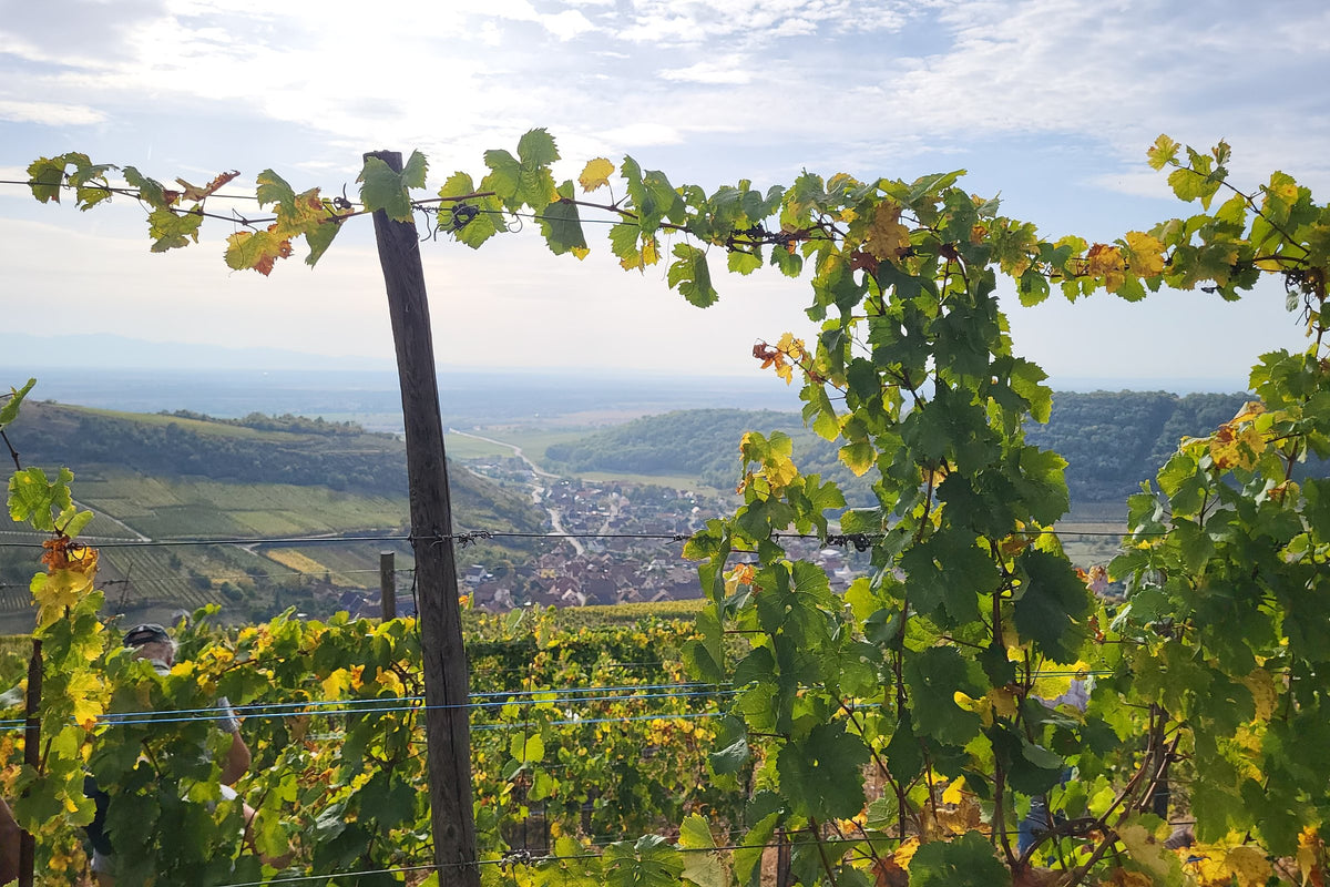The Zinnkoepflé vines above the valley